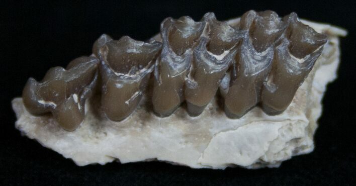 Oligocene Ruminant (Leptomeryx) Jaw Section #10571